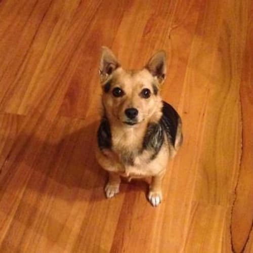 Lupi (Privately rehomed)