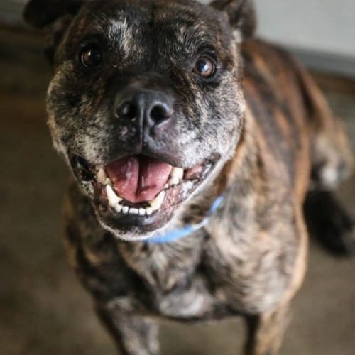 Boof ** A Dog Social Love Bug **