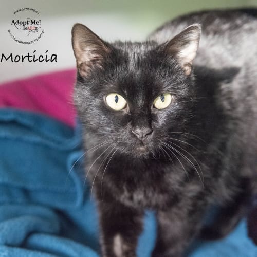 Morticia ID31734