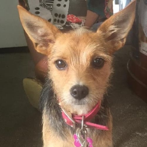 Peanut