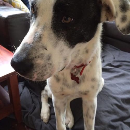 Cobber (adoption pending)