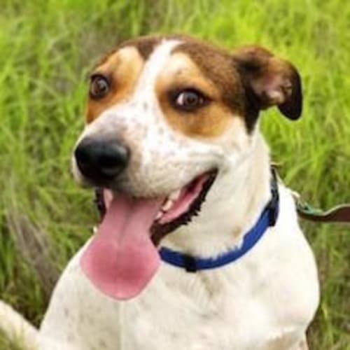 Rockie (D3254)