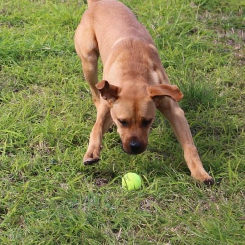 Theodore (At Rspca Big Adopt Day Sept 17 Brisbane)