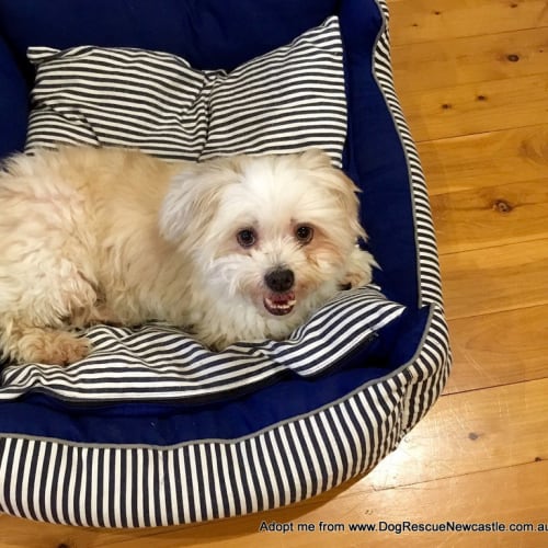 Sam ~ Shih Tzu x, senior (Trial 29/5/16)