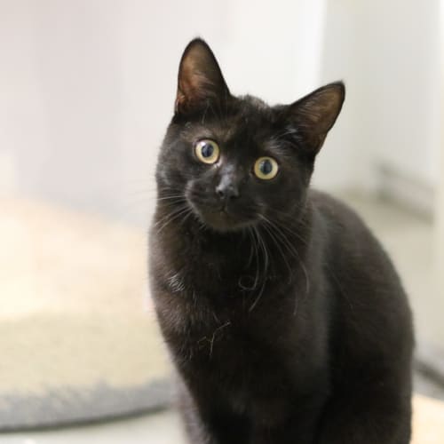 Binx
