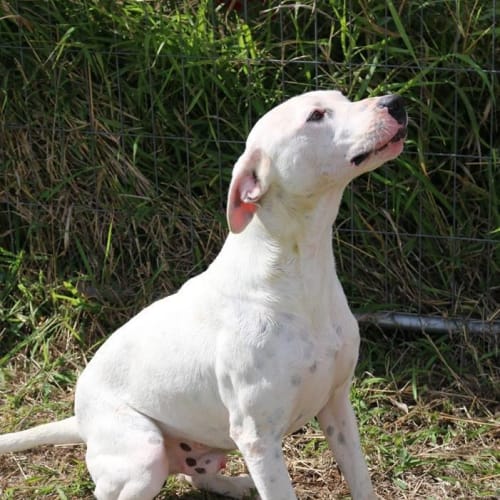 Alby (adoption pending)