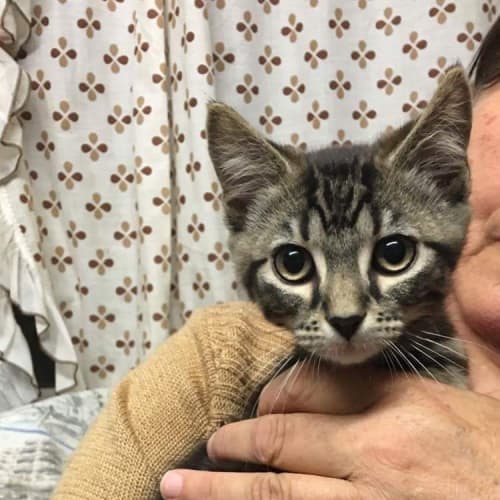 Sqizzy (Cat/Dog/Child Friendly)