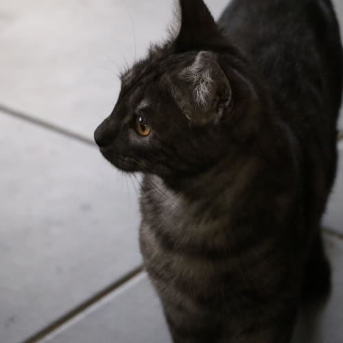 Flynn