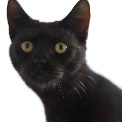 Cinder