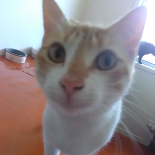 Colby