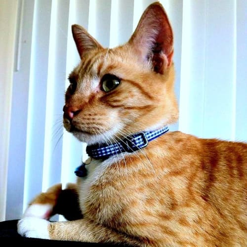 Jax