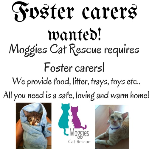 Foster carers  and Volunteers!
