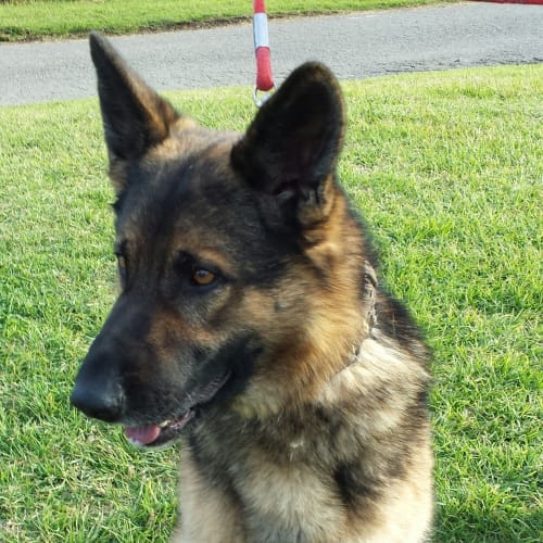 Boz on hold pending adoption