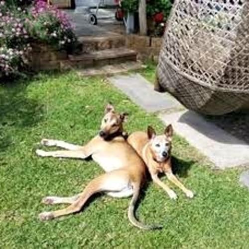 Norman ~ GreyhoundxKelpie (adopted by carer)