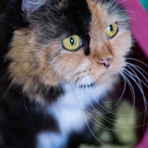 Rosie