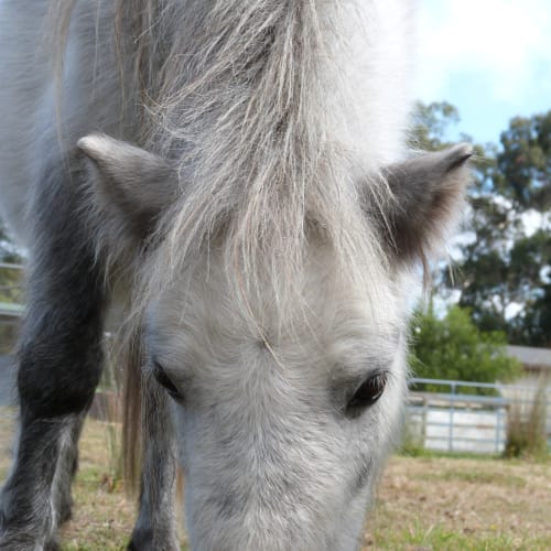 Blue (blue Boy) 