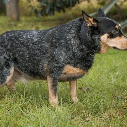 Baxter
