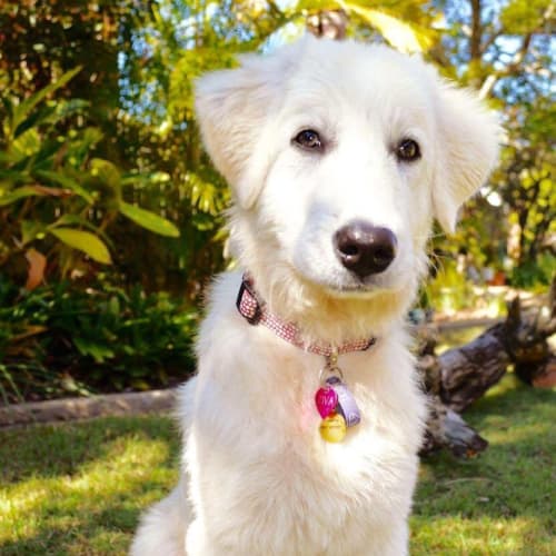 Ziva 