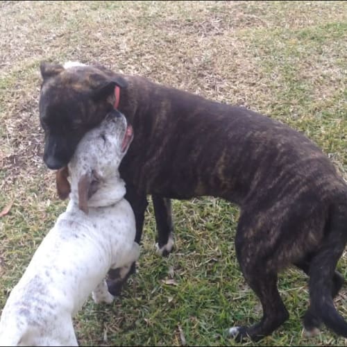Maggie  Mastiff X German Shepherd (on trial 5/2/17
