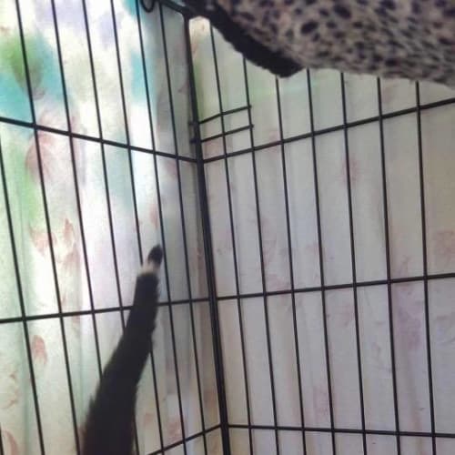 Possum the Ringtail Kitten