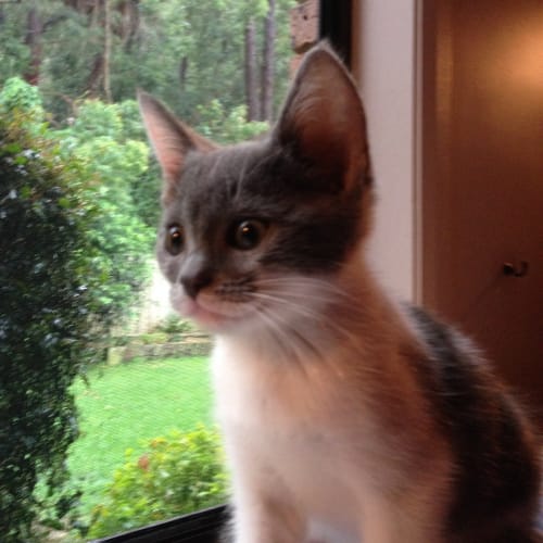 Bandit (Cat and Dog Friendly)