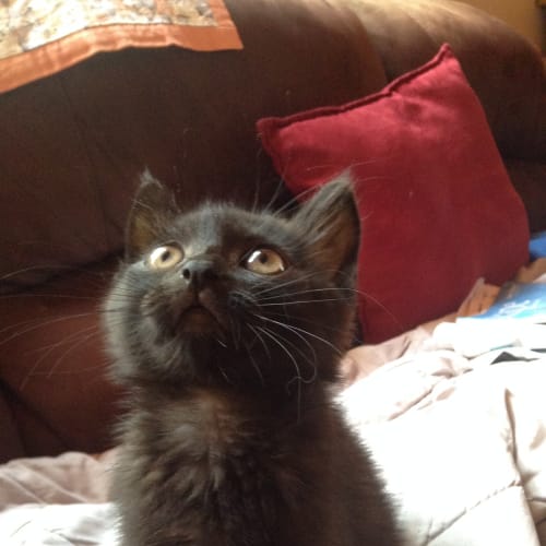 Salem (Cat and Dog Friendly)