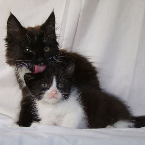 Raphael ( & Bastien)