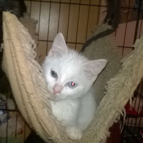 Merlin 