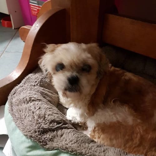  Special Needs Violet