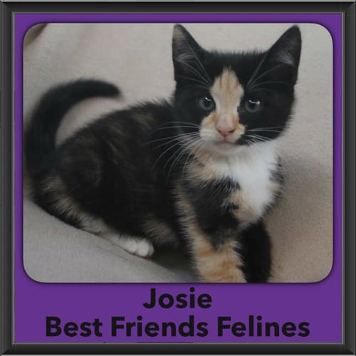 Josie