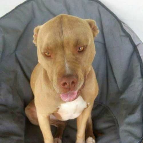 Denzel ~ American Staffy (rehomed 23/11/16)