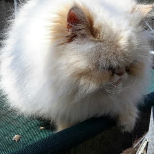 Oscar