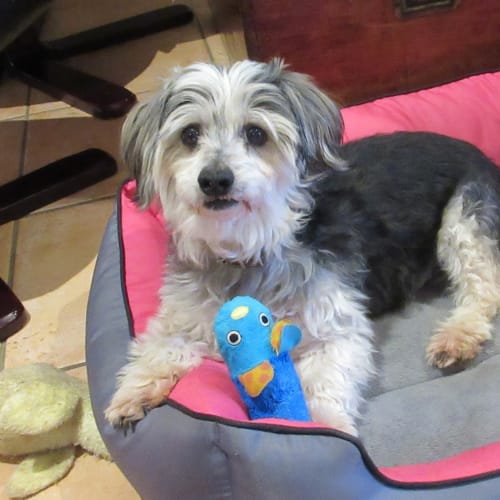 Dudley *On Trial in His New Home*