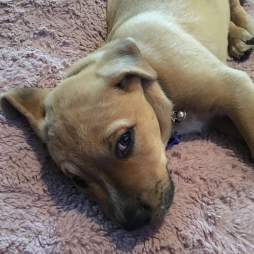 Roy ~ 9wo Cattle X Mastiff pup (On Trial 11/5/16)