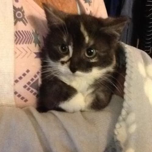 Kiko