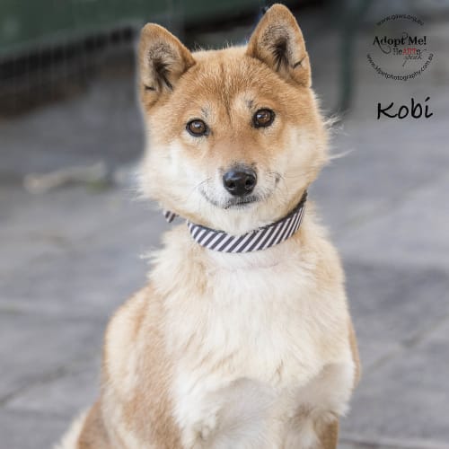 Kobi ID30103