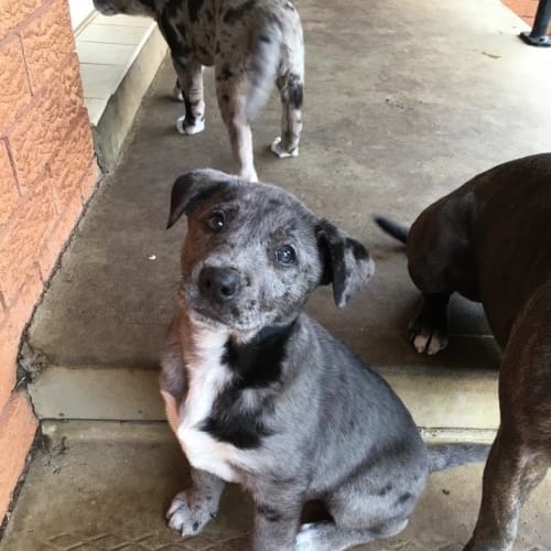 Tabei
