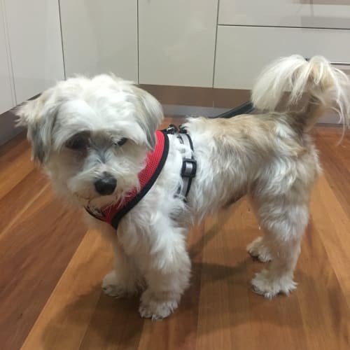 Snoopy a cuddly boy