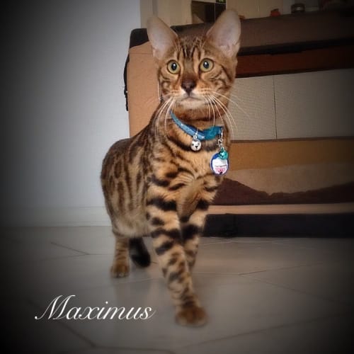 Maximus