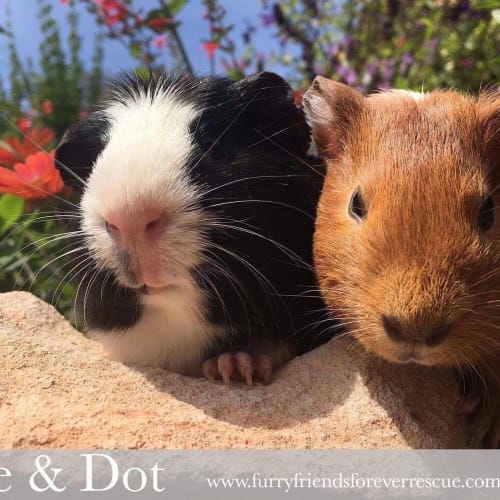 Pele & Dot 