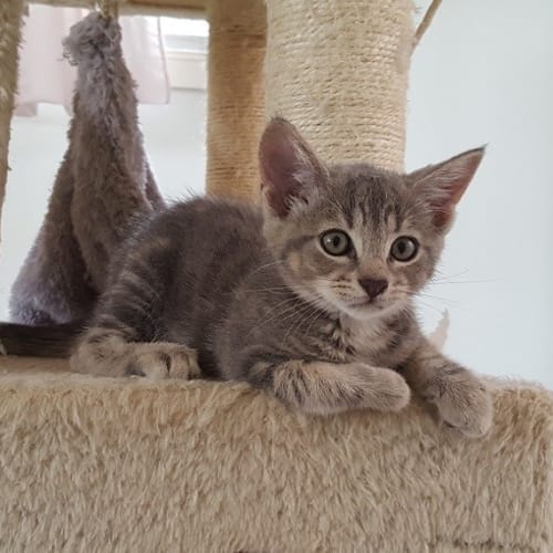 Leia