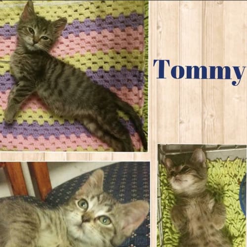 Tommy  