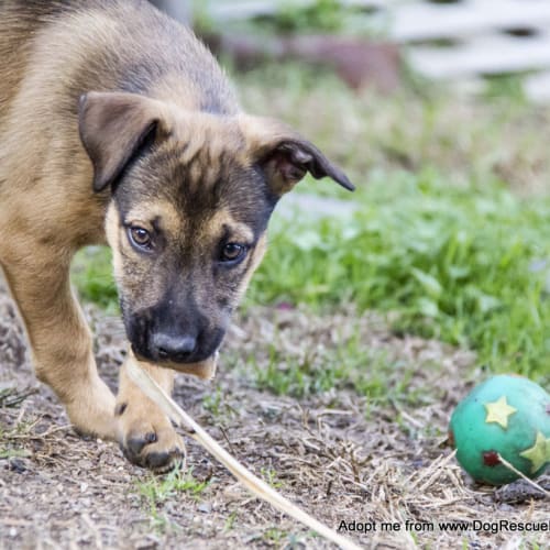Byron ~ kelpie x puppy (On Trial 25/6/16)