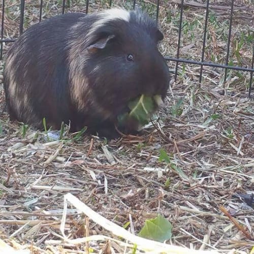 Paddle Pop Lion and Tiramisu