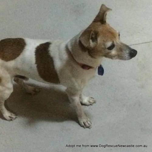 Max ~ Jack Russell Terrier, senior (trial 29/3/16)