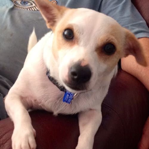 Marley ~ 2yo Terrier X girl (On Trial 25/4/16)