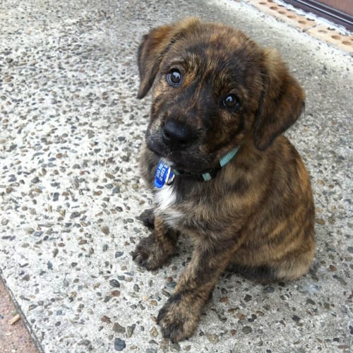 Theodore ~ Lab X mastiff (on trial 3/05/16)