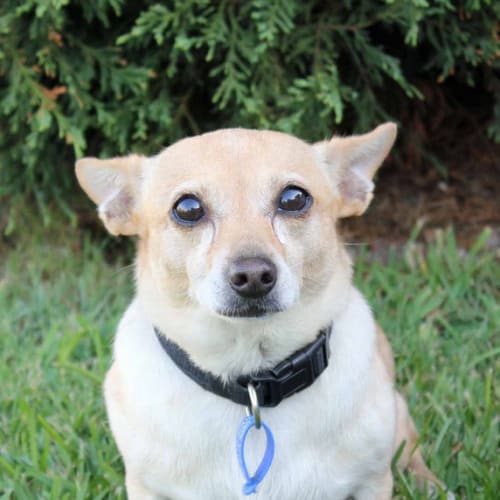 Rocky ~ Chihuahua x Corgi x Dach(Trial 30/4/16)