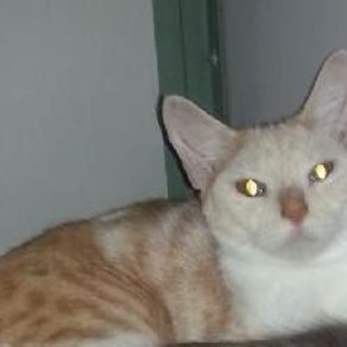 Corby