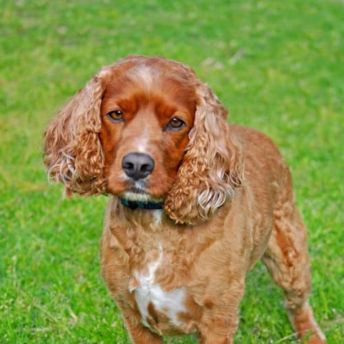 Rupert (BnD268)